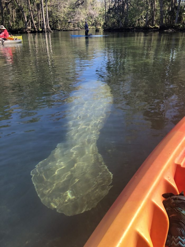 Manatee off the side of the kayak