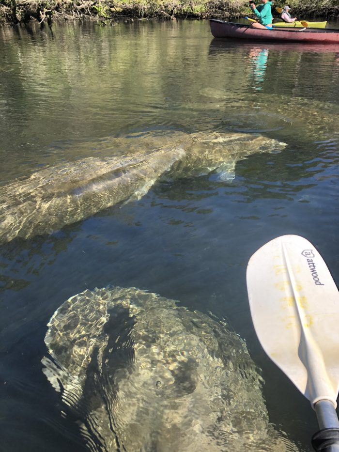 Manatees in the water