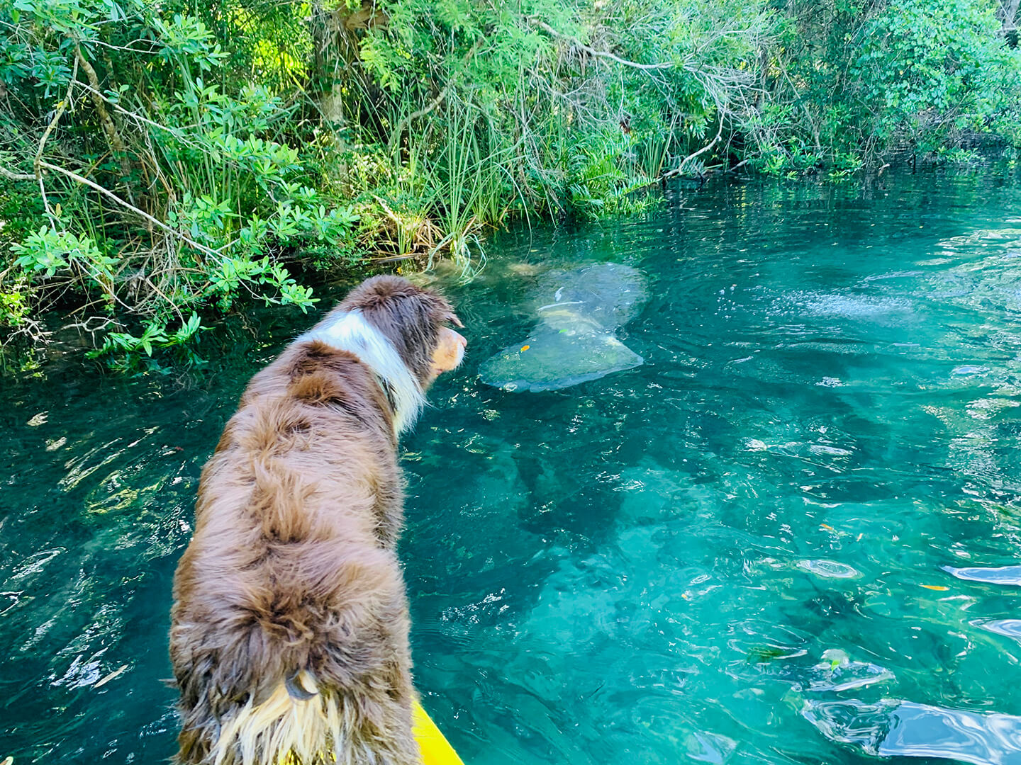 are dogs allowed at weeki wachee springs