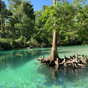 Mangrove and nature sights on Weeki Wachee